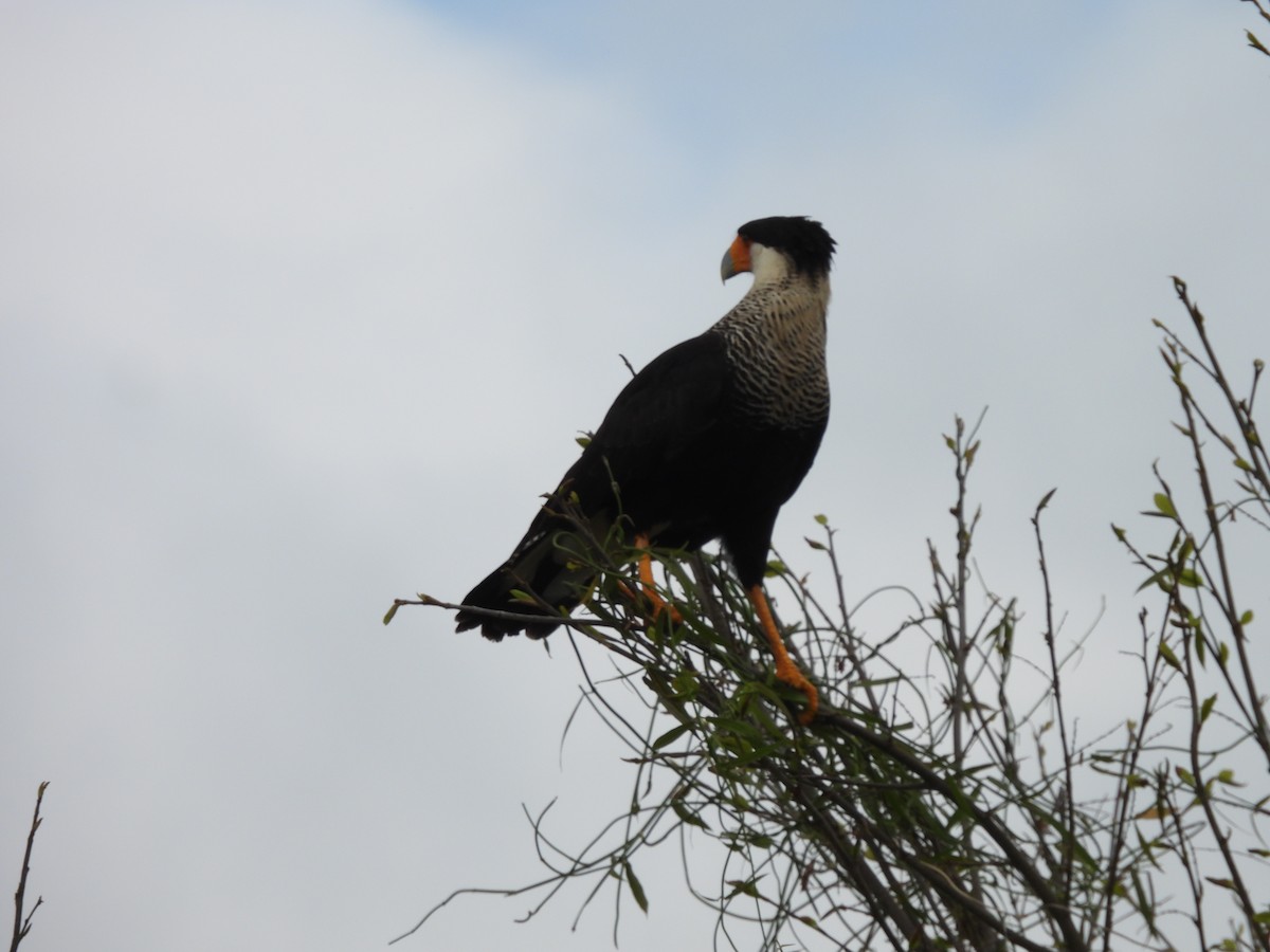Crested Caracara - ML641324371