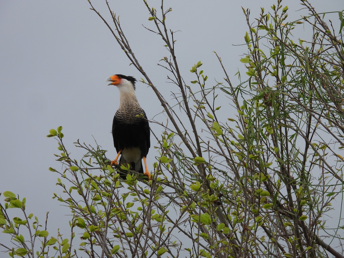 Crested Caracara - ML641324372