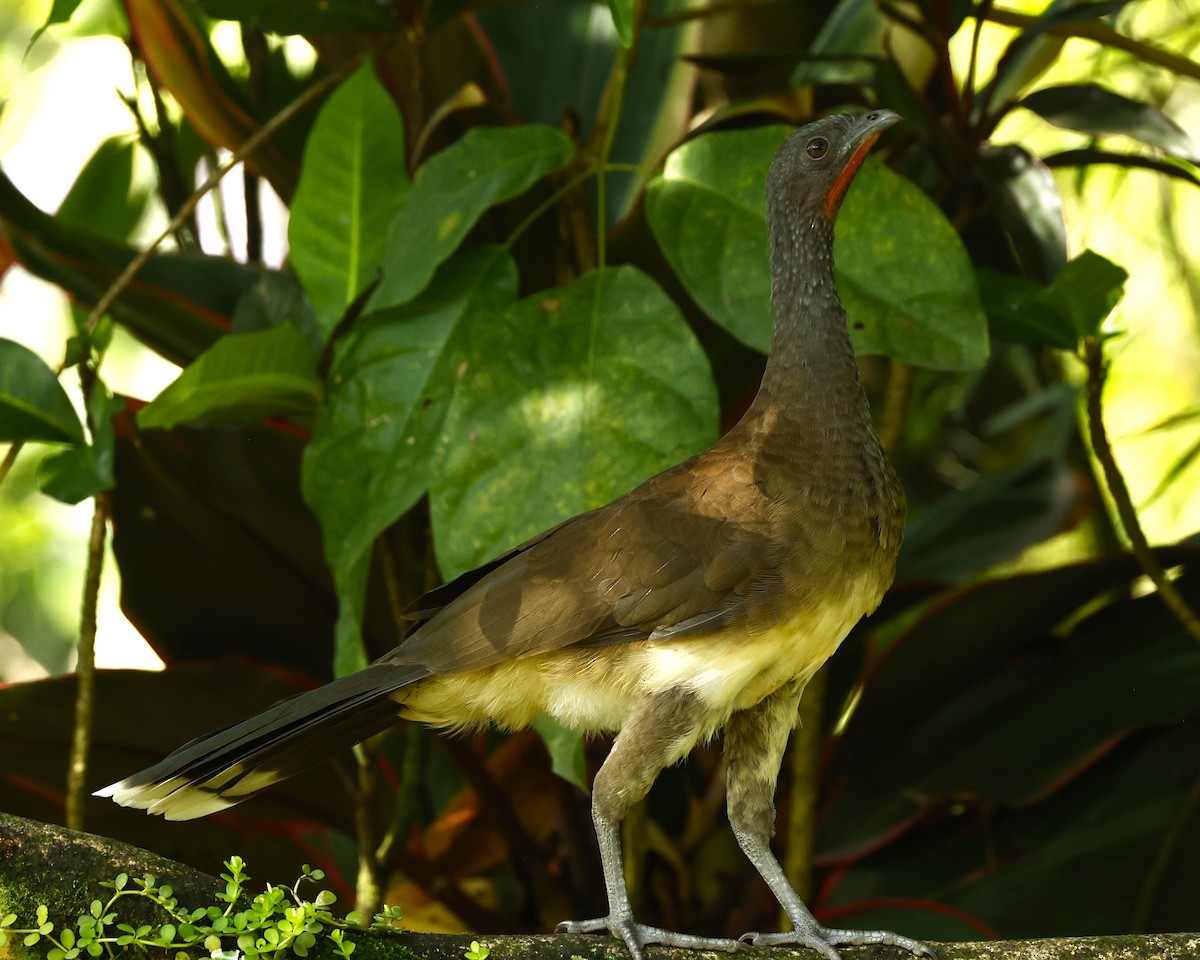 White-bellied Chachalaca - ML641324375