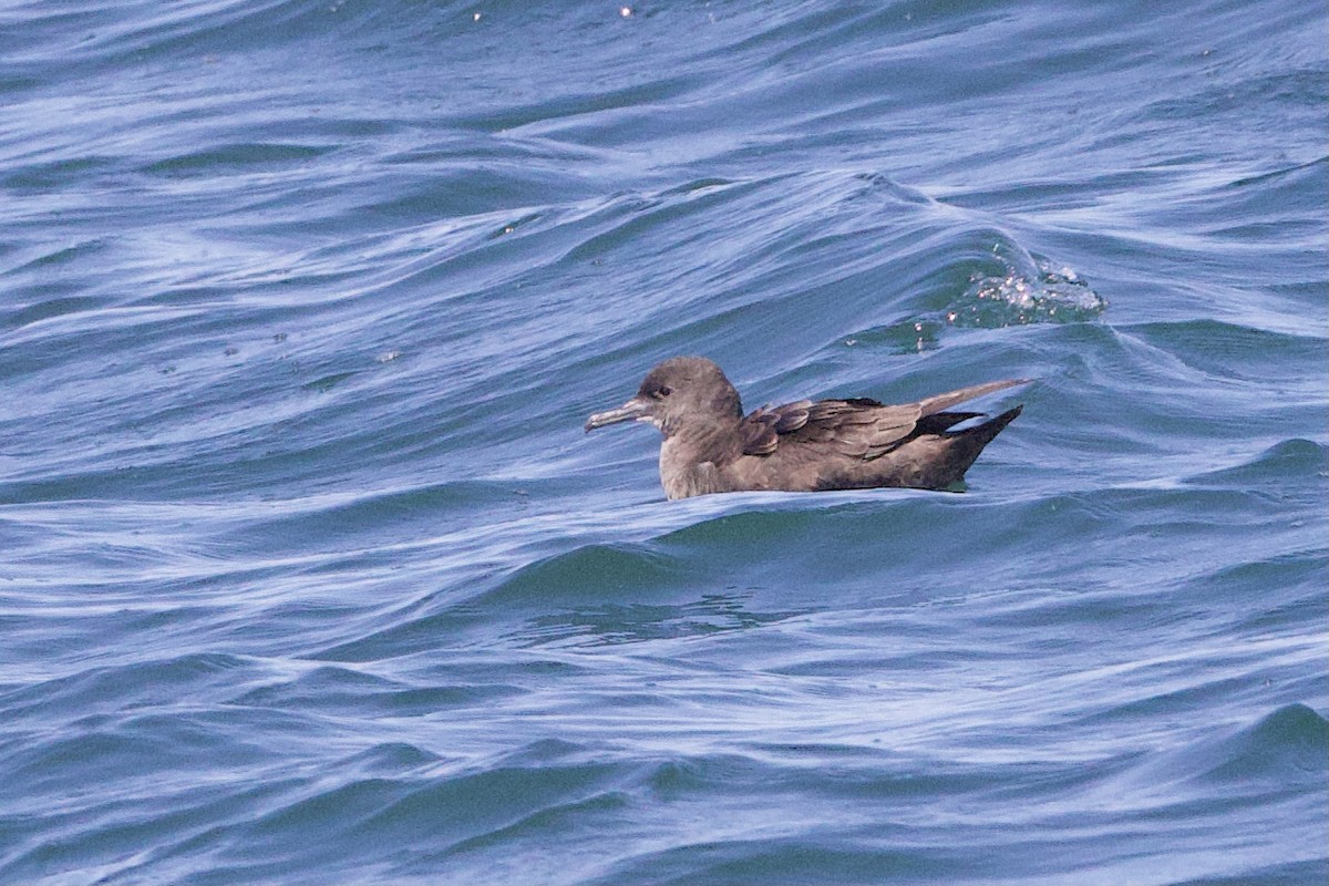 Sooty Shearwater - ML641324376