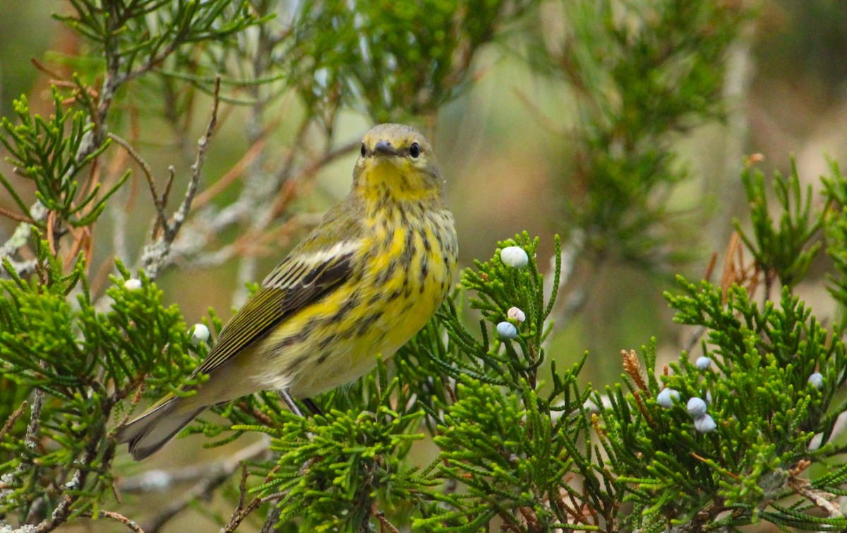 Pine Warbler - ML641324378