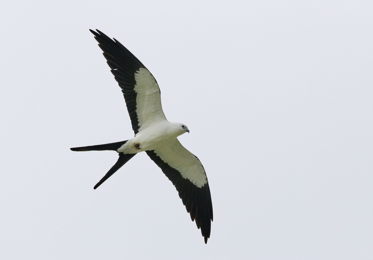 Swallow-tailed Kite - ML641324380