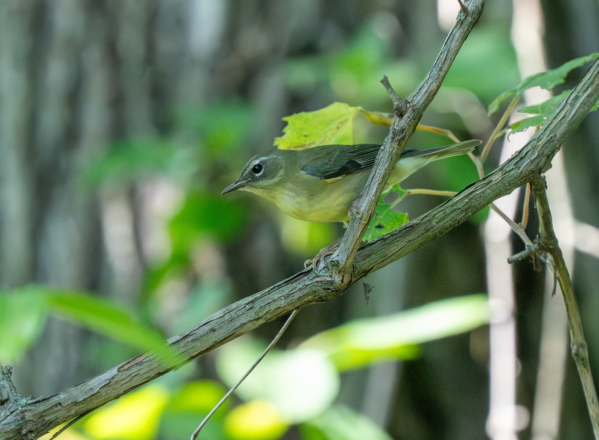Black-throated Blue Warbler - ML641324382