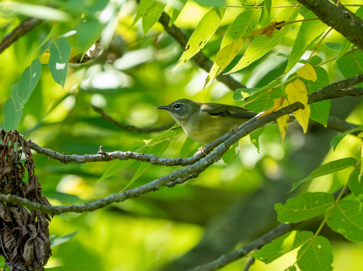 Black-throated Blue Warbler - ML641324383
