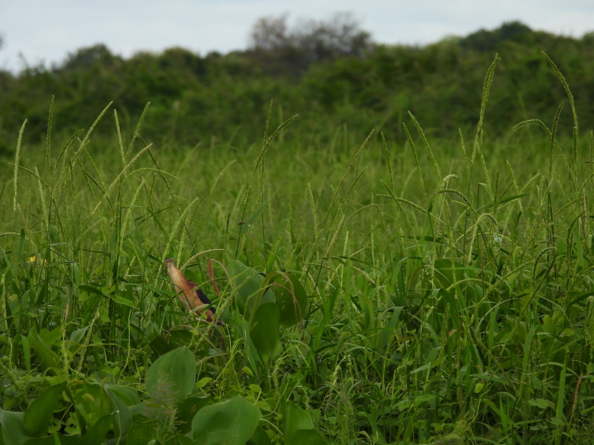 Least Bittern - ML641324384