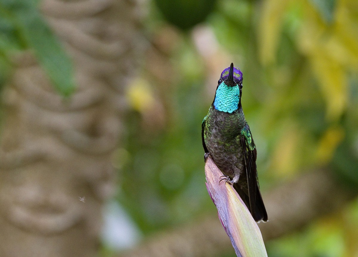 Talamanca Hummingbird - ML641324386