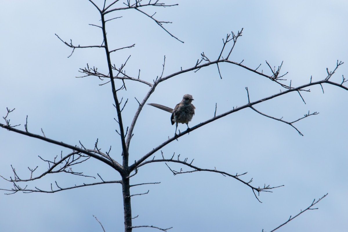 Northern Mockingbird - ML641324387