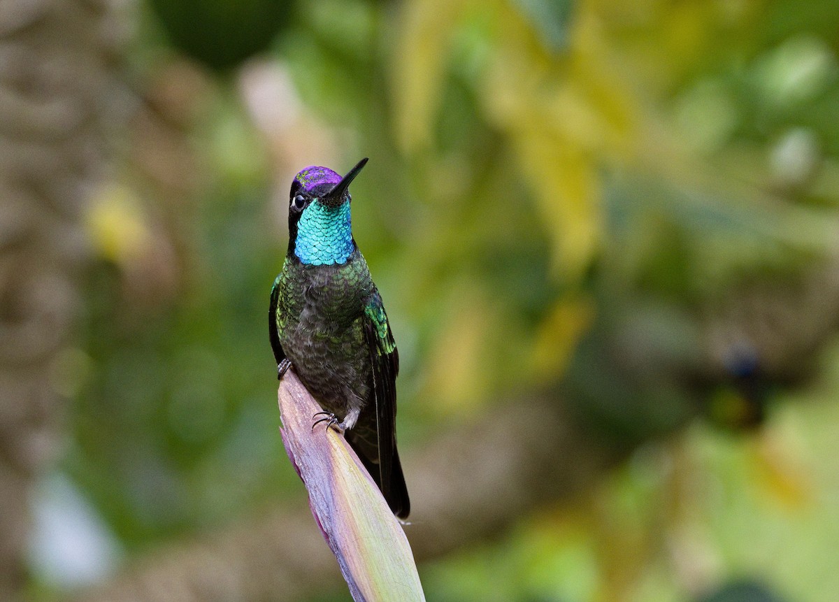 Talamanca Hummingbird - ML641324388