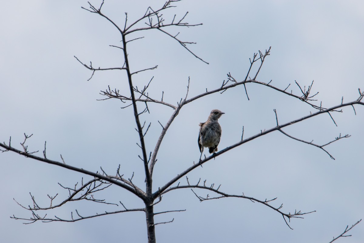 Northern Mockingbird - ML641324389