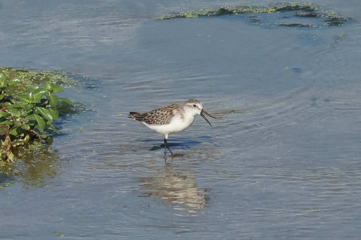 Western Sandpiper - ML641324390
