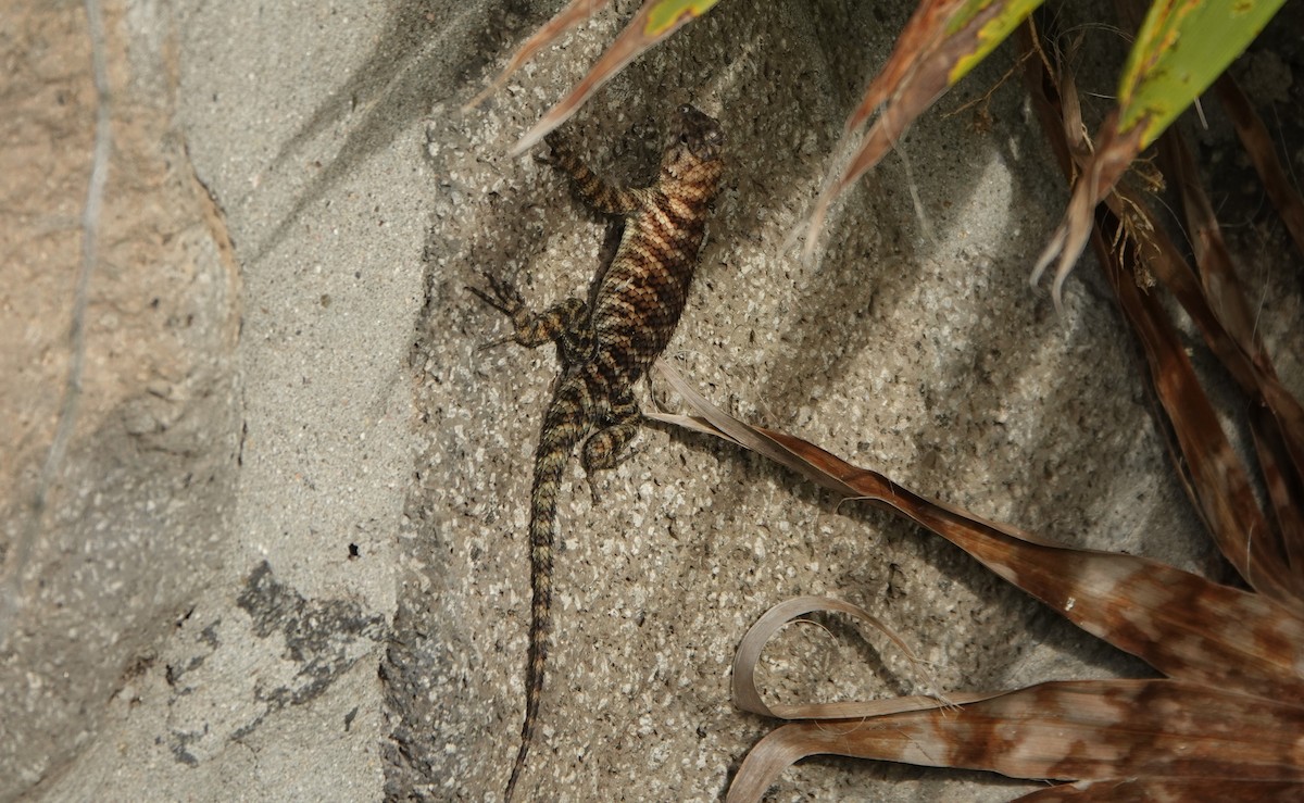 Granite Spiny Lizard - ML641324401