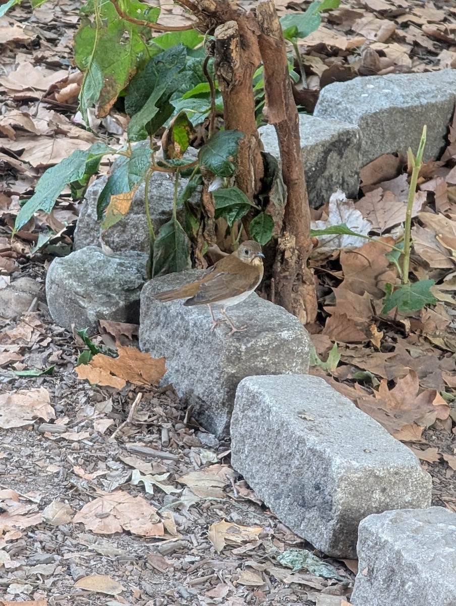Veery - ML641324407