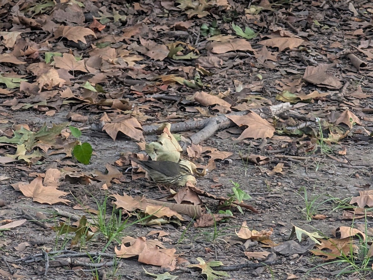 Northern Waterthrush - ML641324411