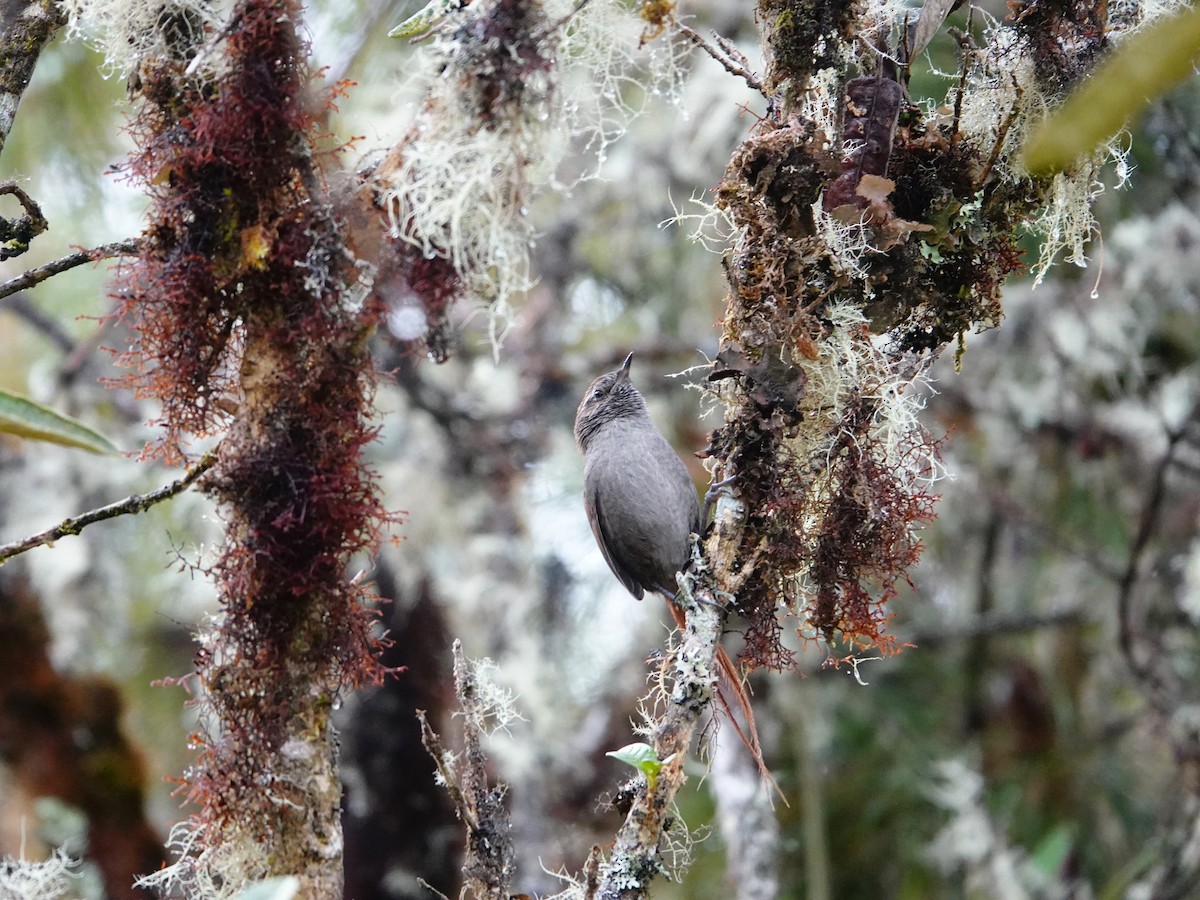 White-chinned Thistletail - ML641324414
