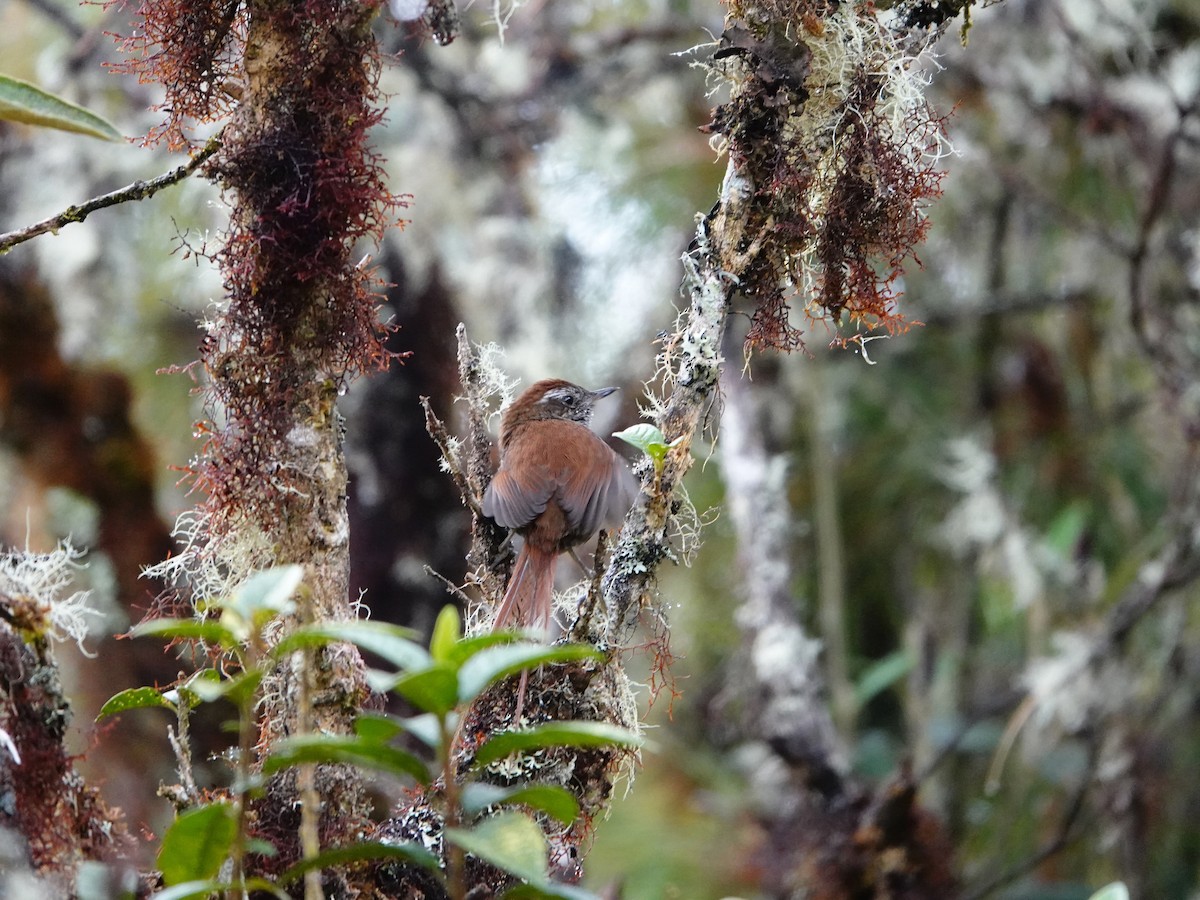 White-chinned Thistletail - ML641324415
