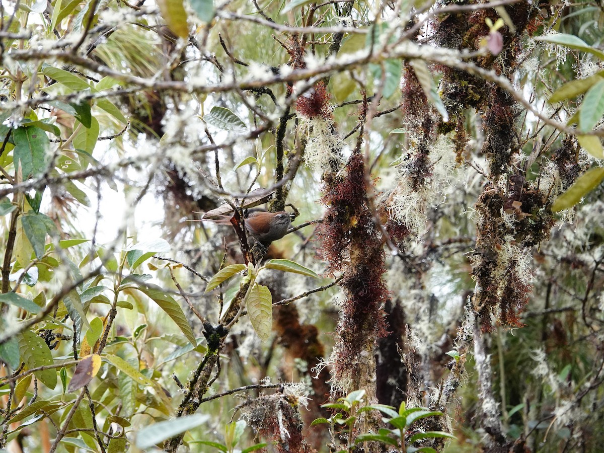 White-chinned Thistletail - ML641324417