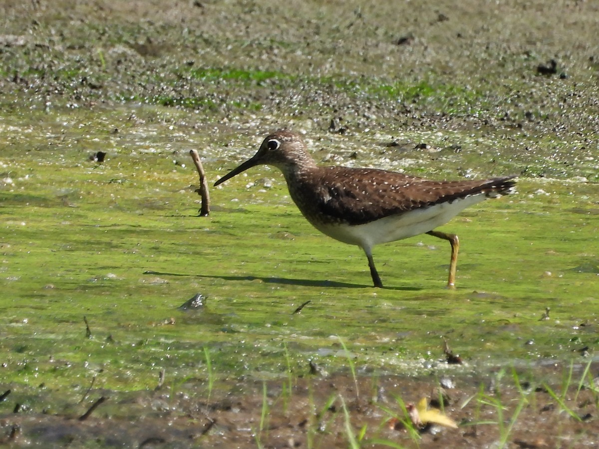 Solitary Sandpiper - ML641324530