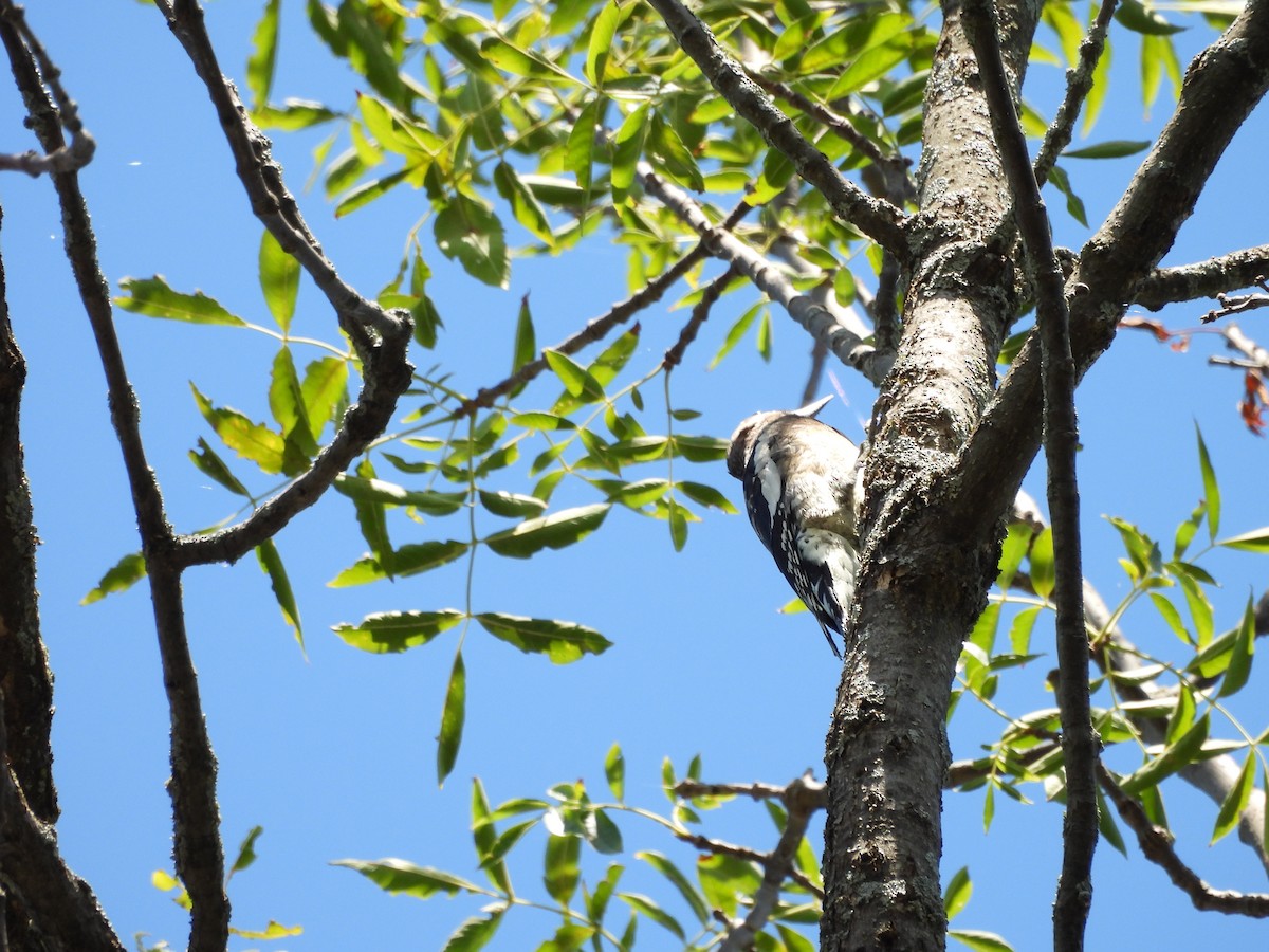 Yellow-bellied Sapsucker - ML641324545