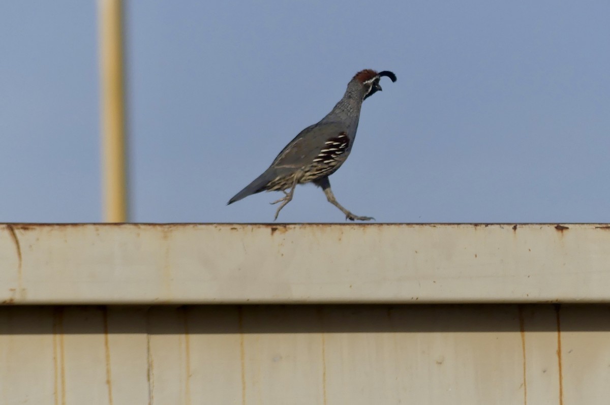 Gambel's Quail - ML641324556
