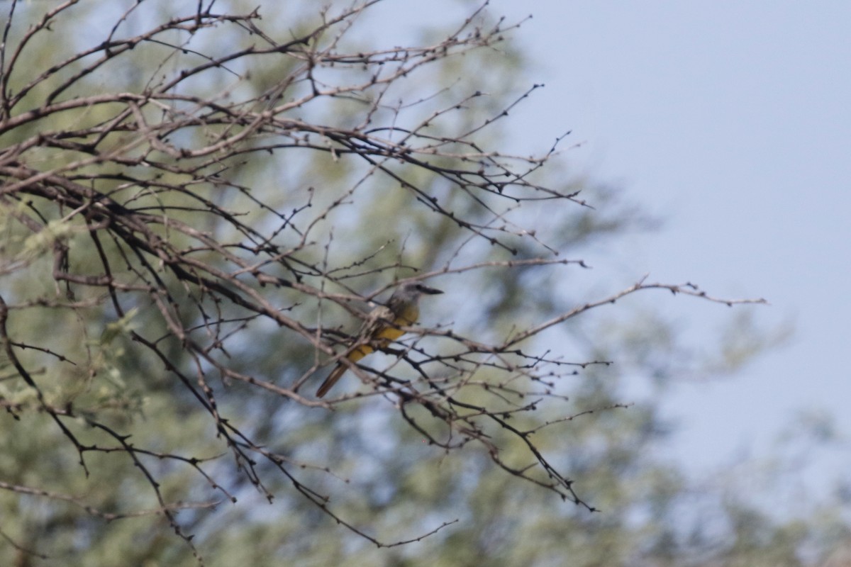 Tropical Kingbird - ML641324568