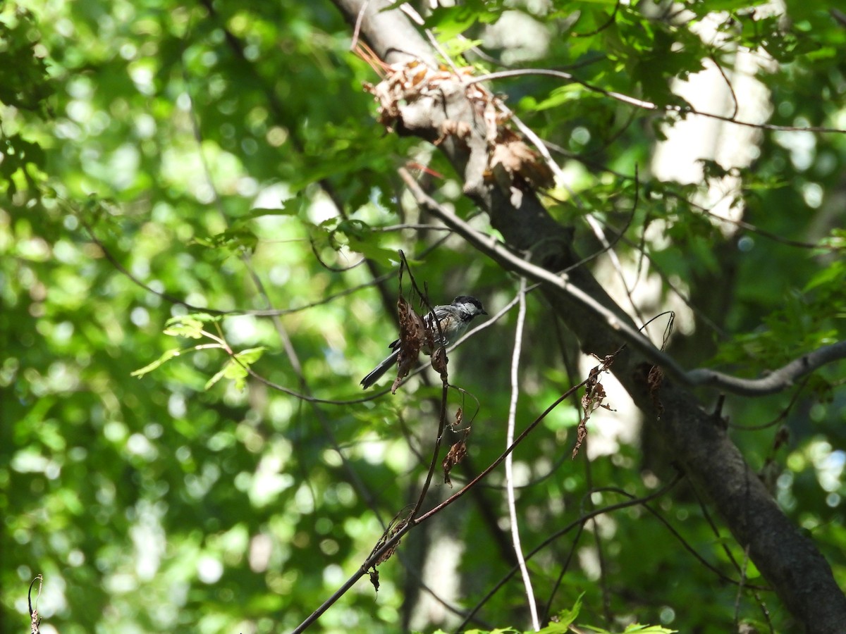 Black-capped Chickadee - ML641324589