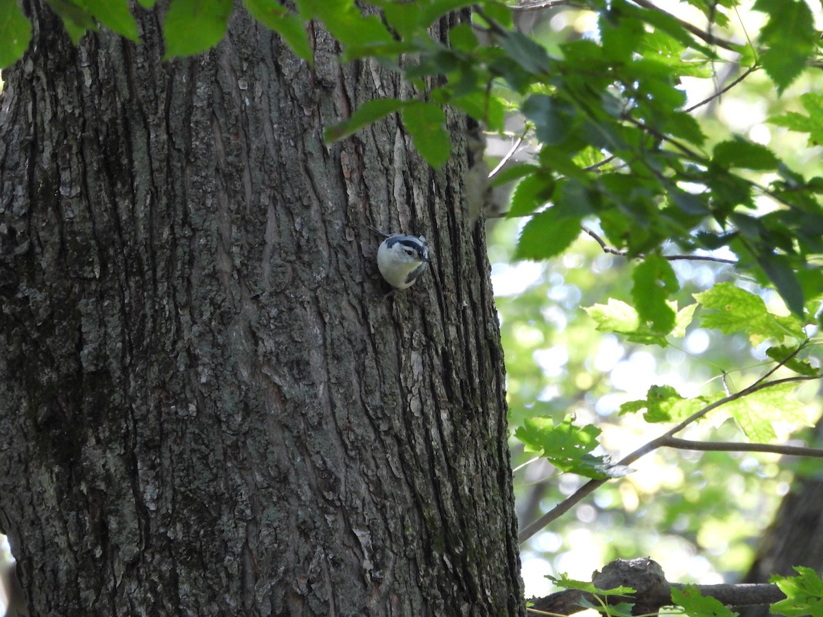 White-breasted Nuthatch - ML641324607