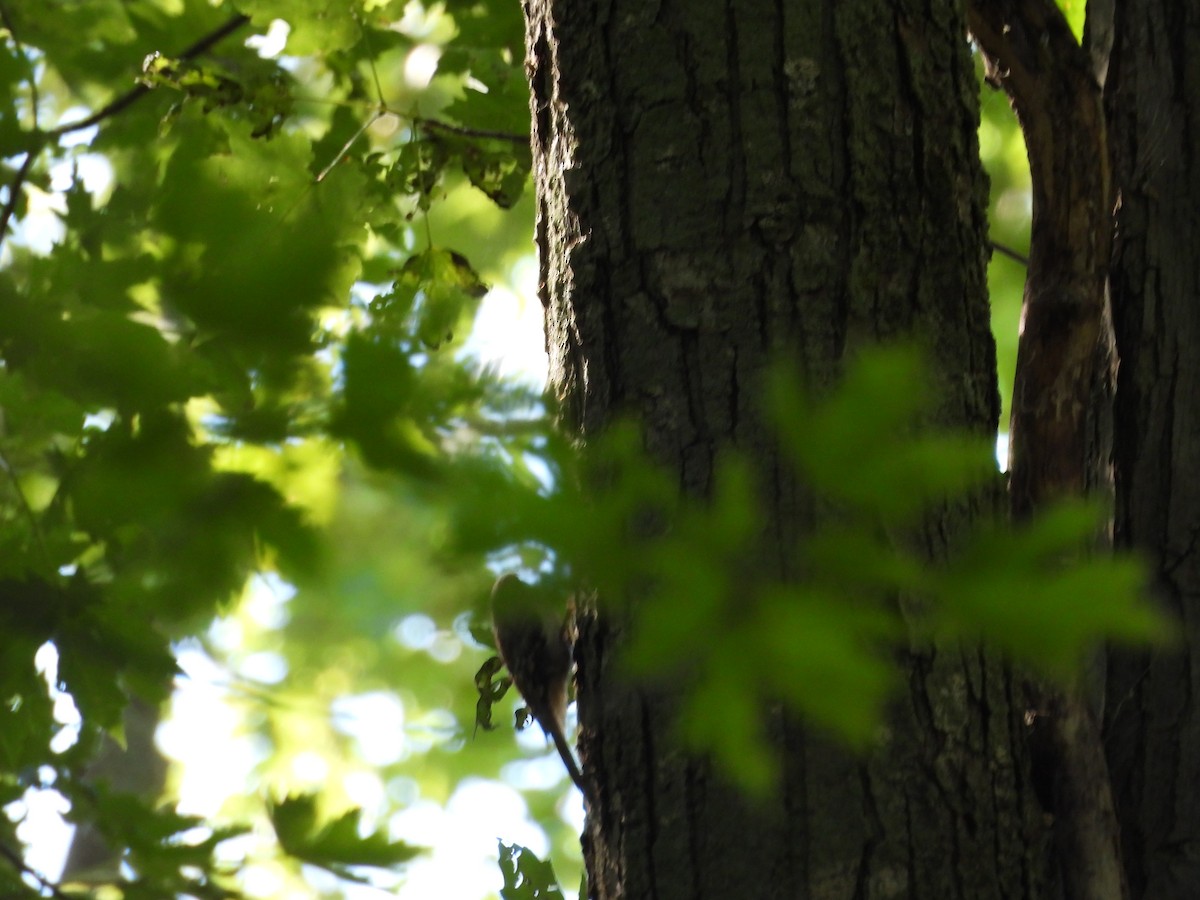 Brown Creeper - ML641324614