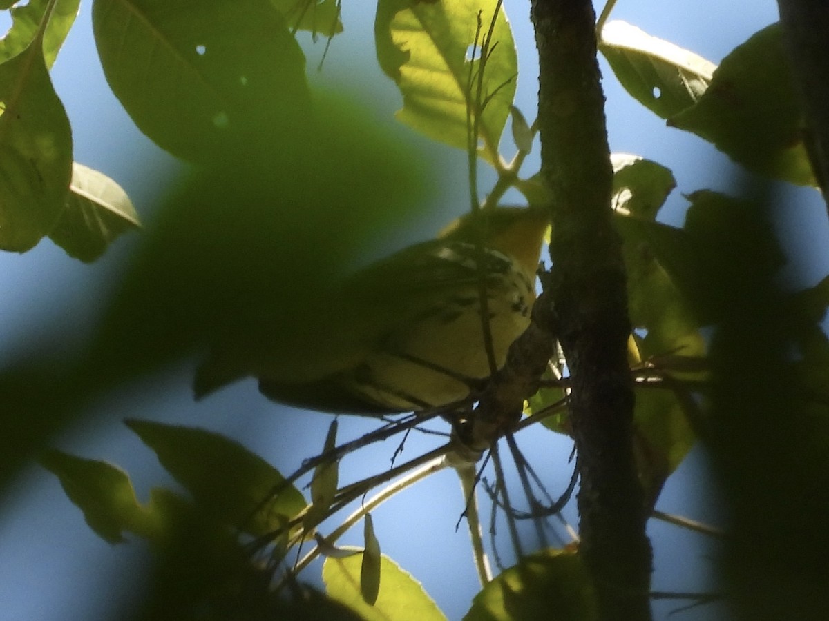 Blackburnian Warbler - ML641324626