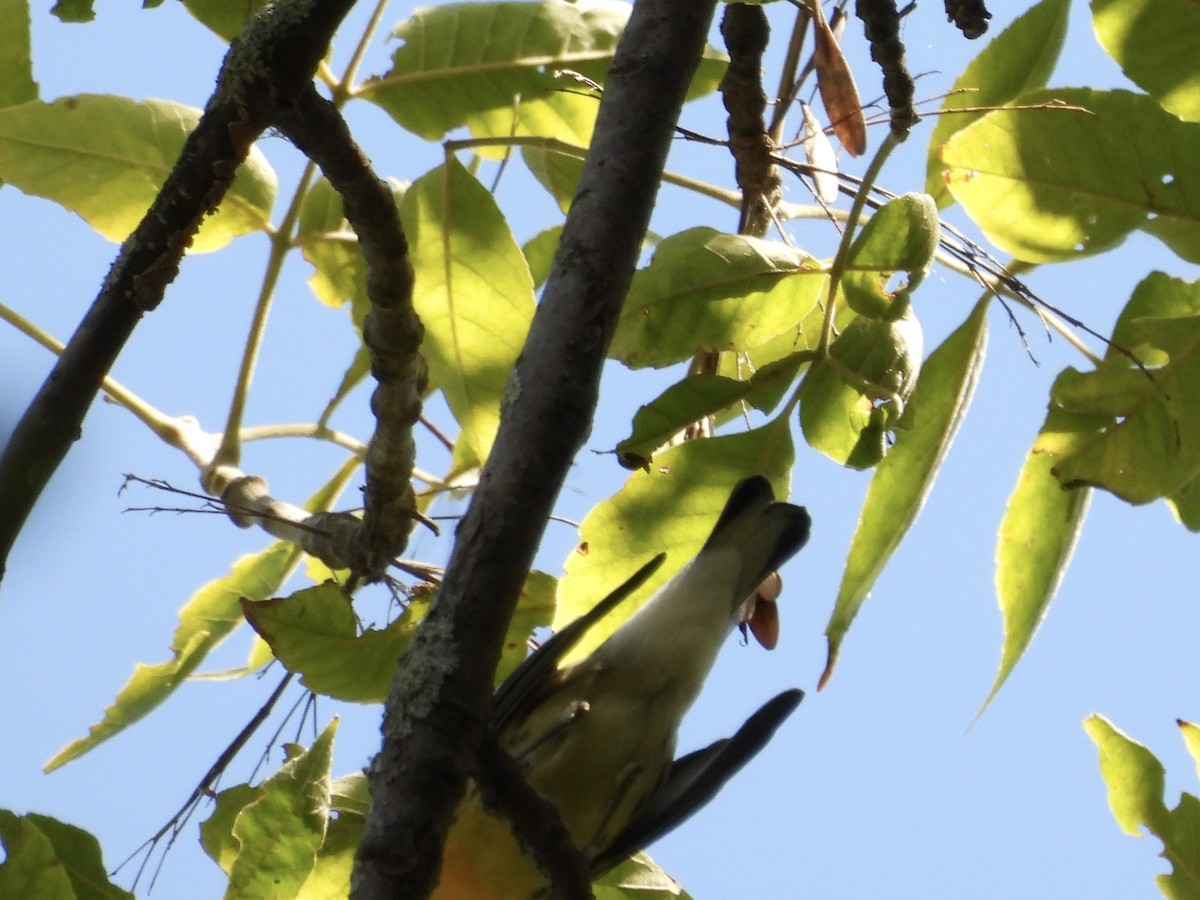 Blackburnian Warbler - ML641324627