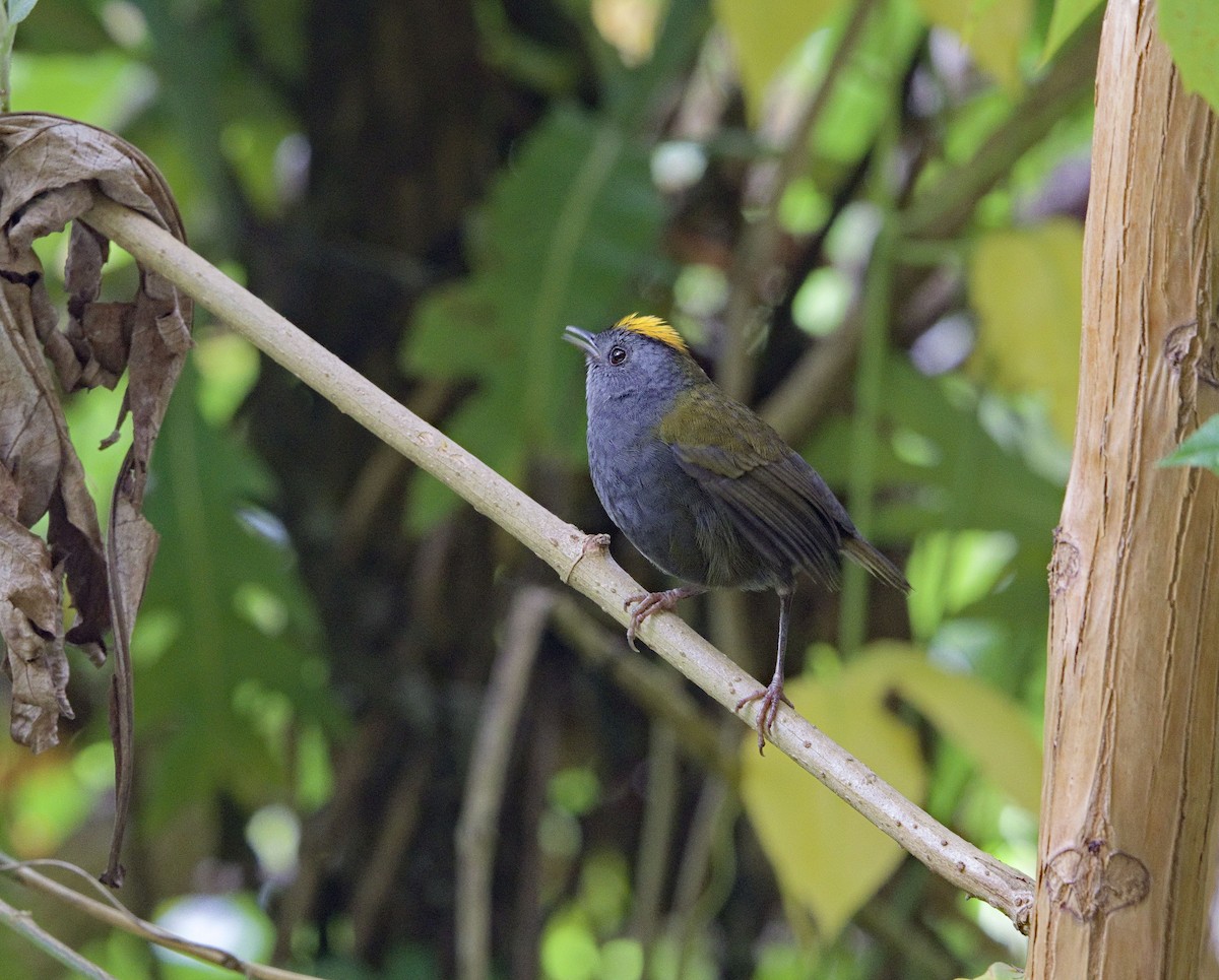 Wrenthrush - ML641324707