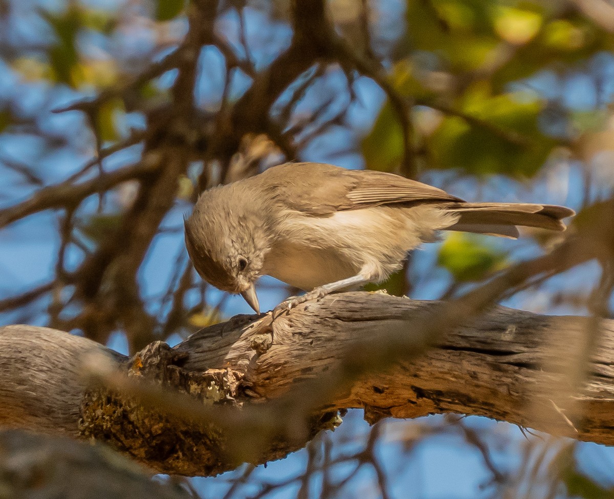 Oak Titmouse - ML641324709