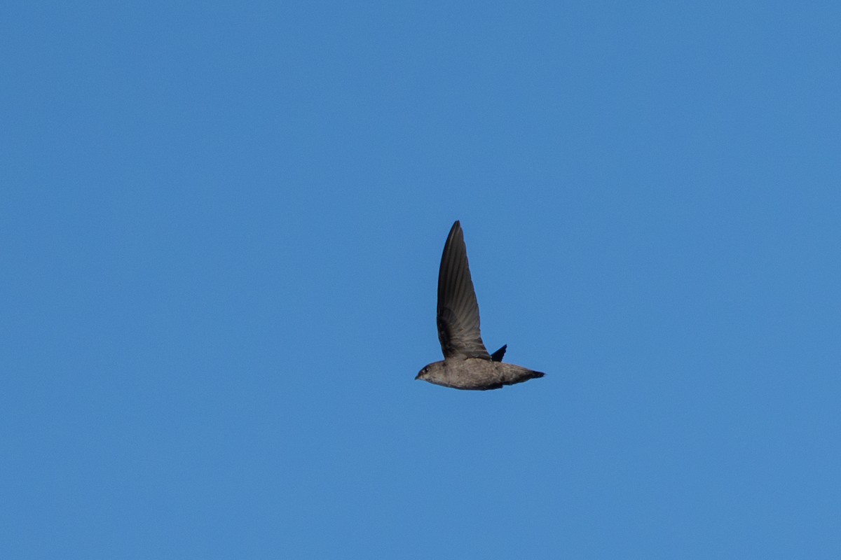 Chimney Swift - ML641324744