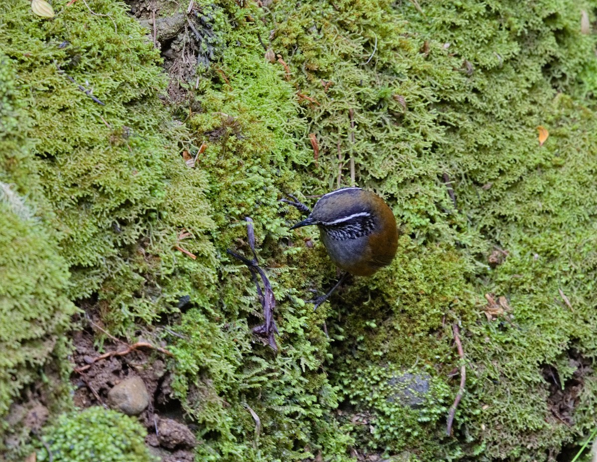 Gray-breasted Wood-Wren - ML641324755