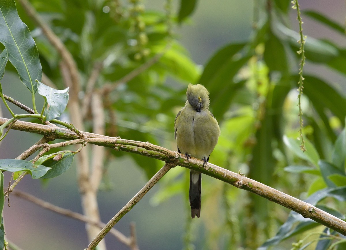 Long-tailed Silky-flycatcher - ML641324786