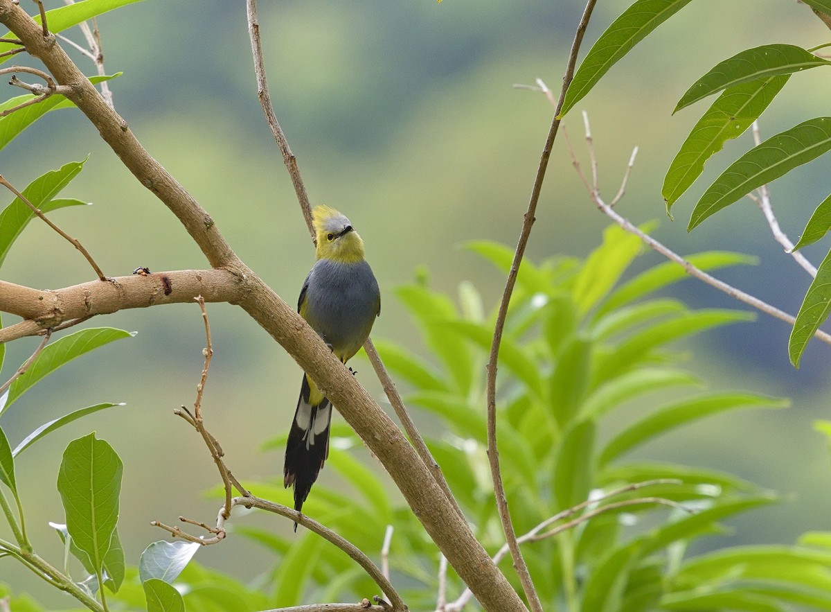 Long-tailed Silky-flycatcher - ML641324802