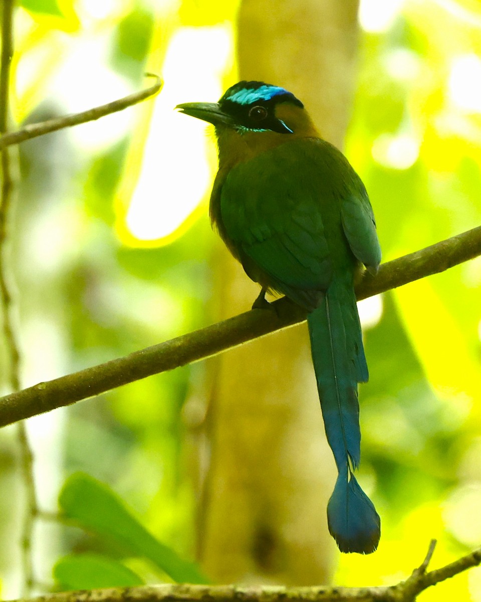 Lesson's Motmot - ML641324804
