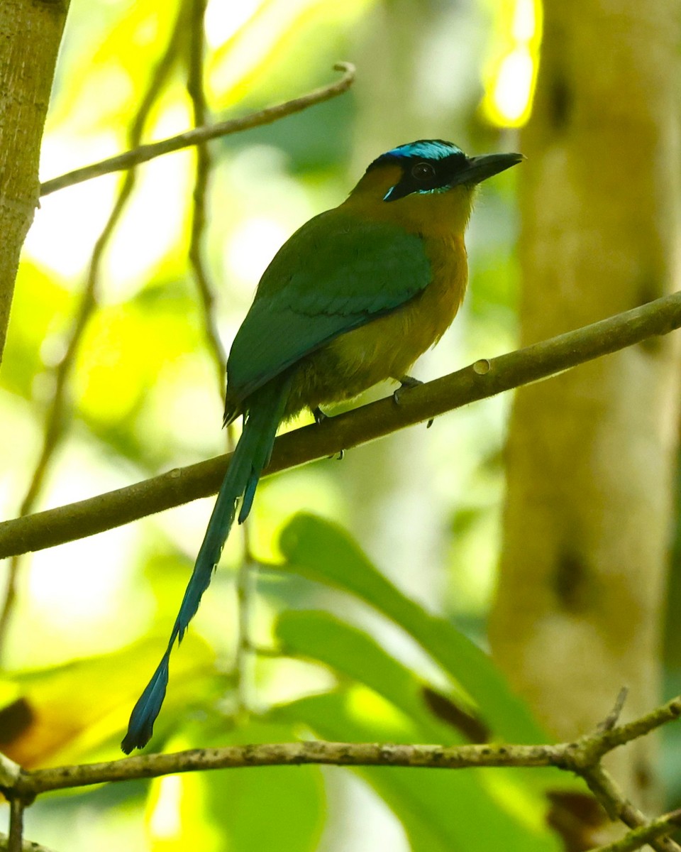 Lesson's Motmot - ML641324805