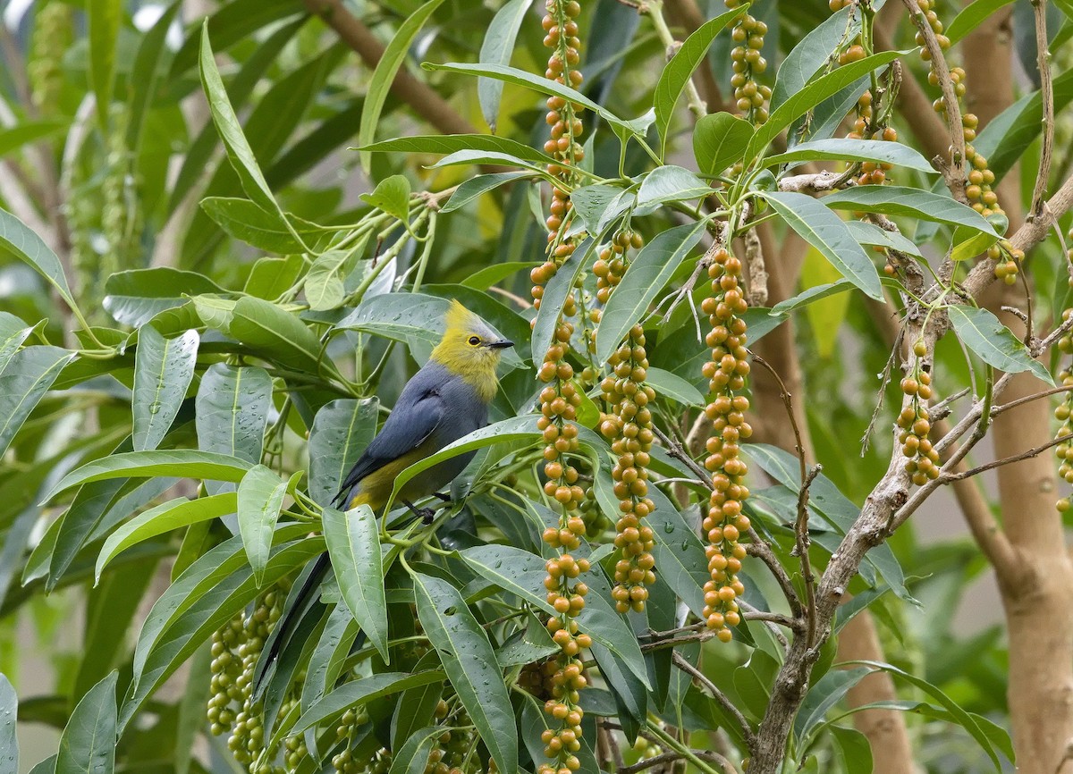 Long-tailed Silky-flycatcher - ML641324808