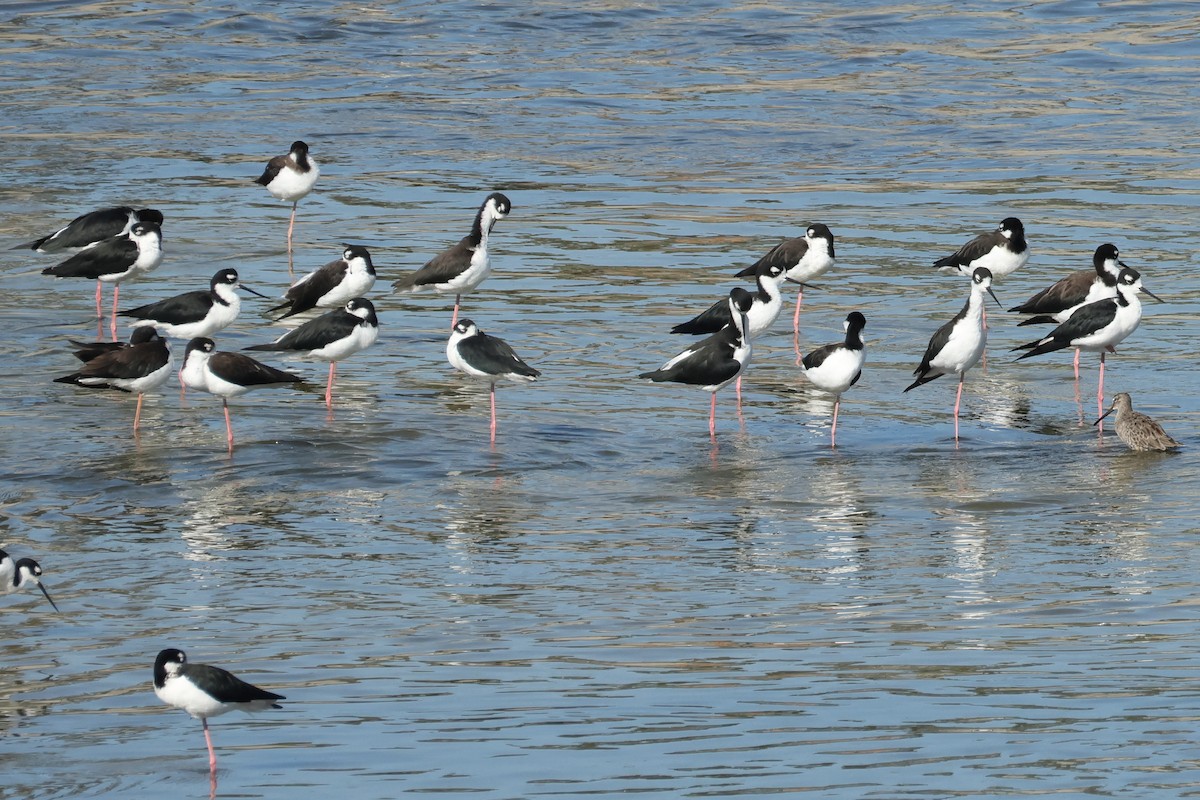 Black-necked Stilt - ML641324857