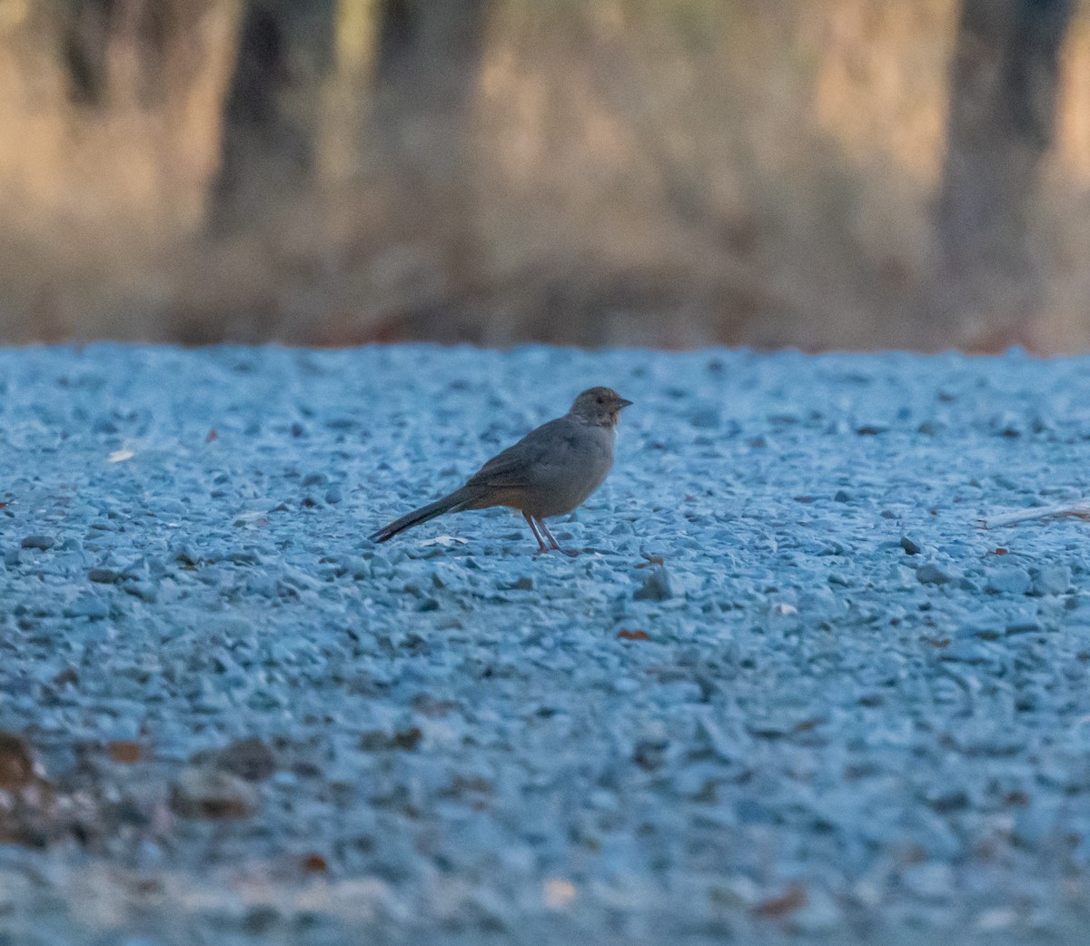 California Towhee - ML641324879