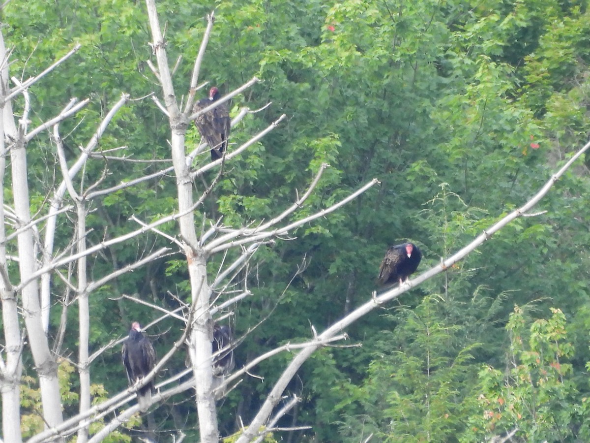 Turkey Vulture - ML641324937