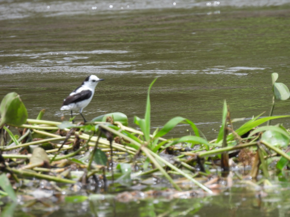Pied Water-Tyrant - ML641324938
