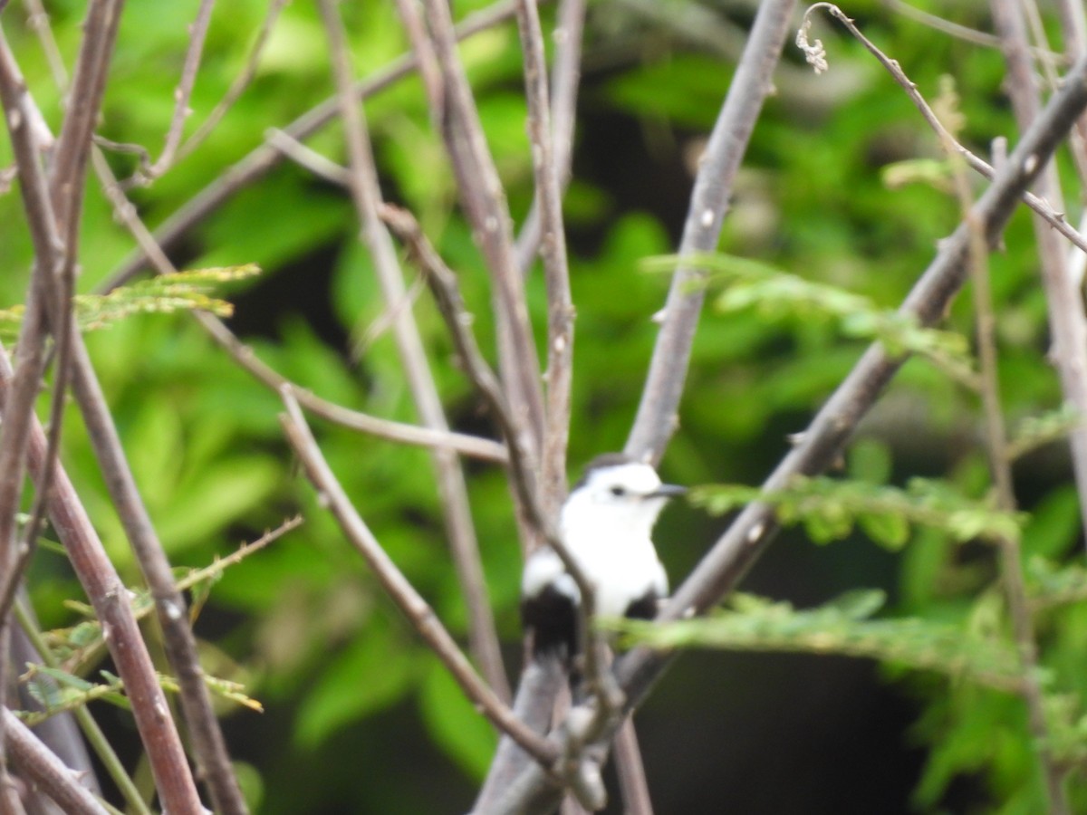 Pied Water-Tyrant - ML641324939