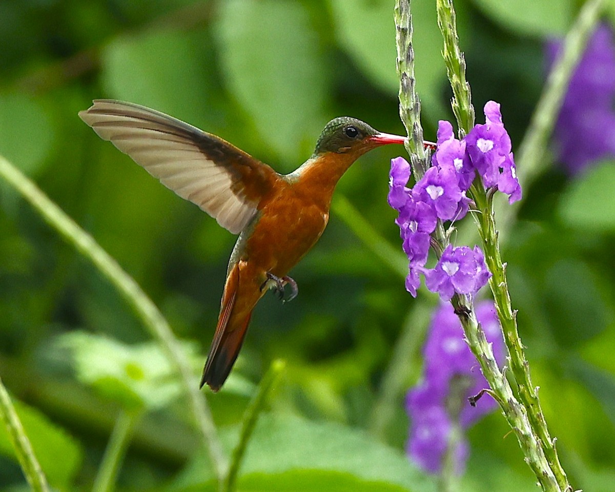 Cinnamon Hummingbird (Mainland) - ML641324950
