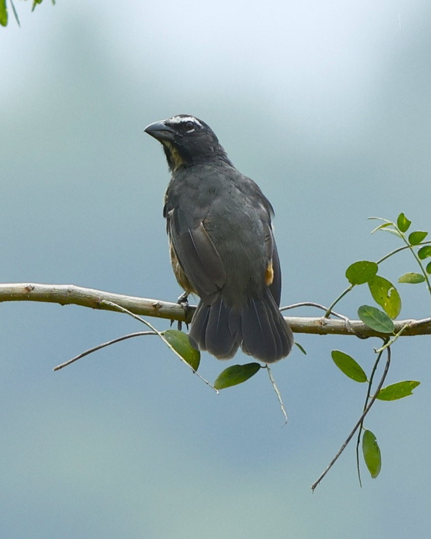 Cinnamon-bellied Saltator - ML641324957