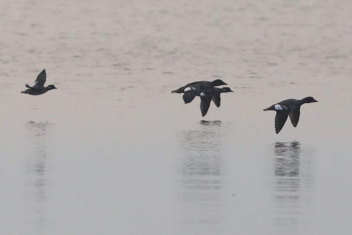 Bufflehead - ML641325115