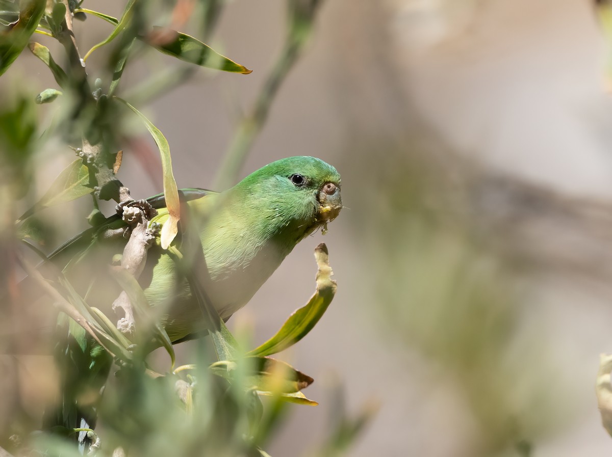Mountain Parakeet - ML641325164