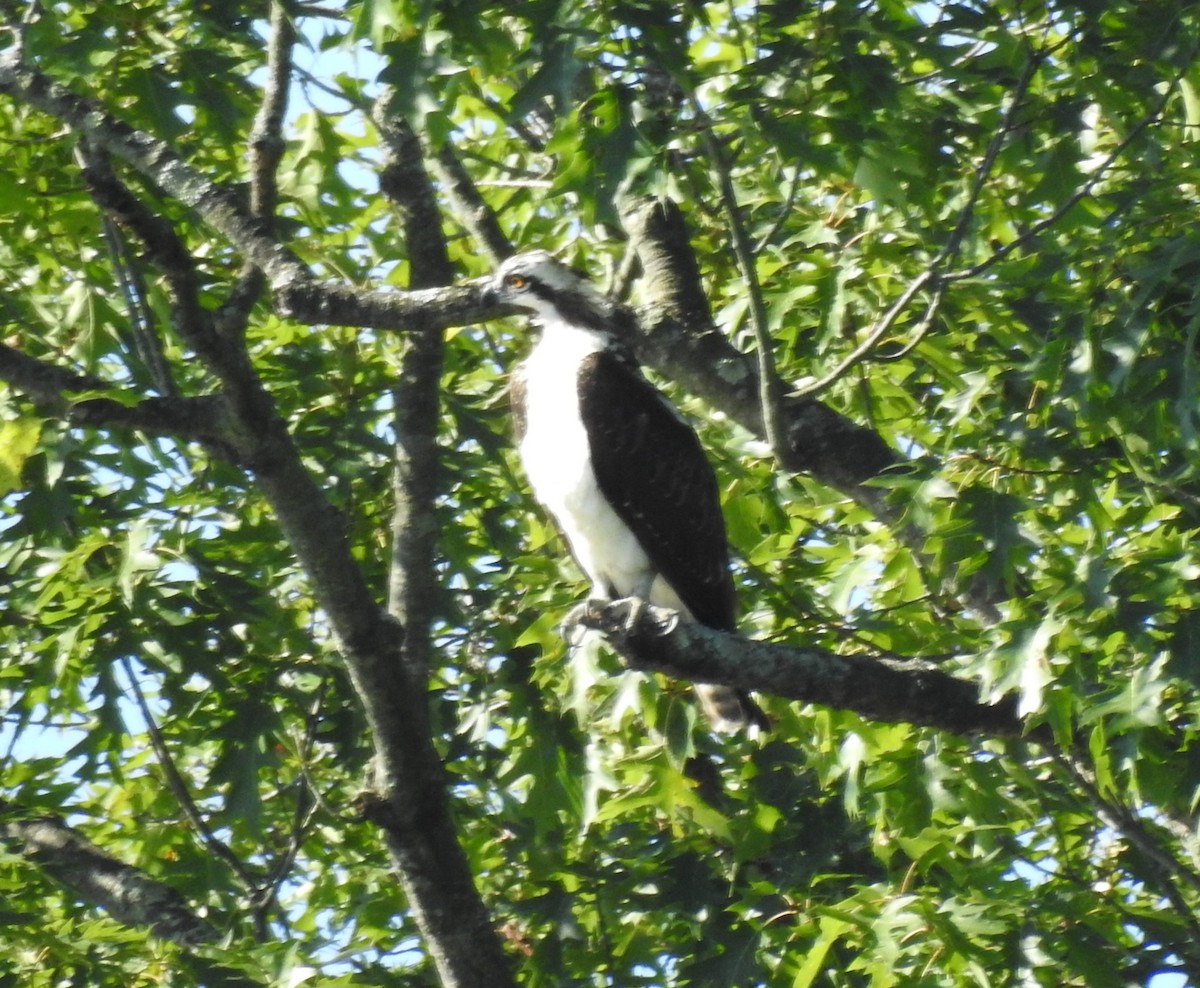 Osprey - ML641325191