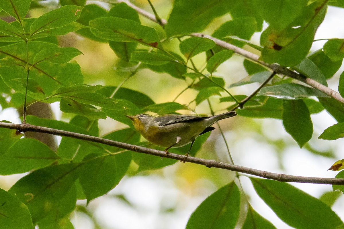 Northern Parula - ML641325194