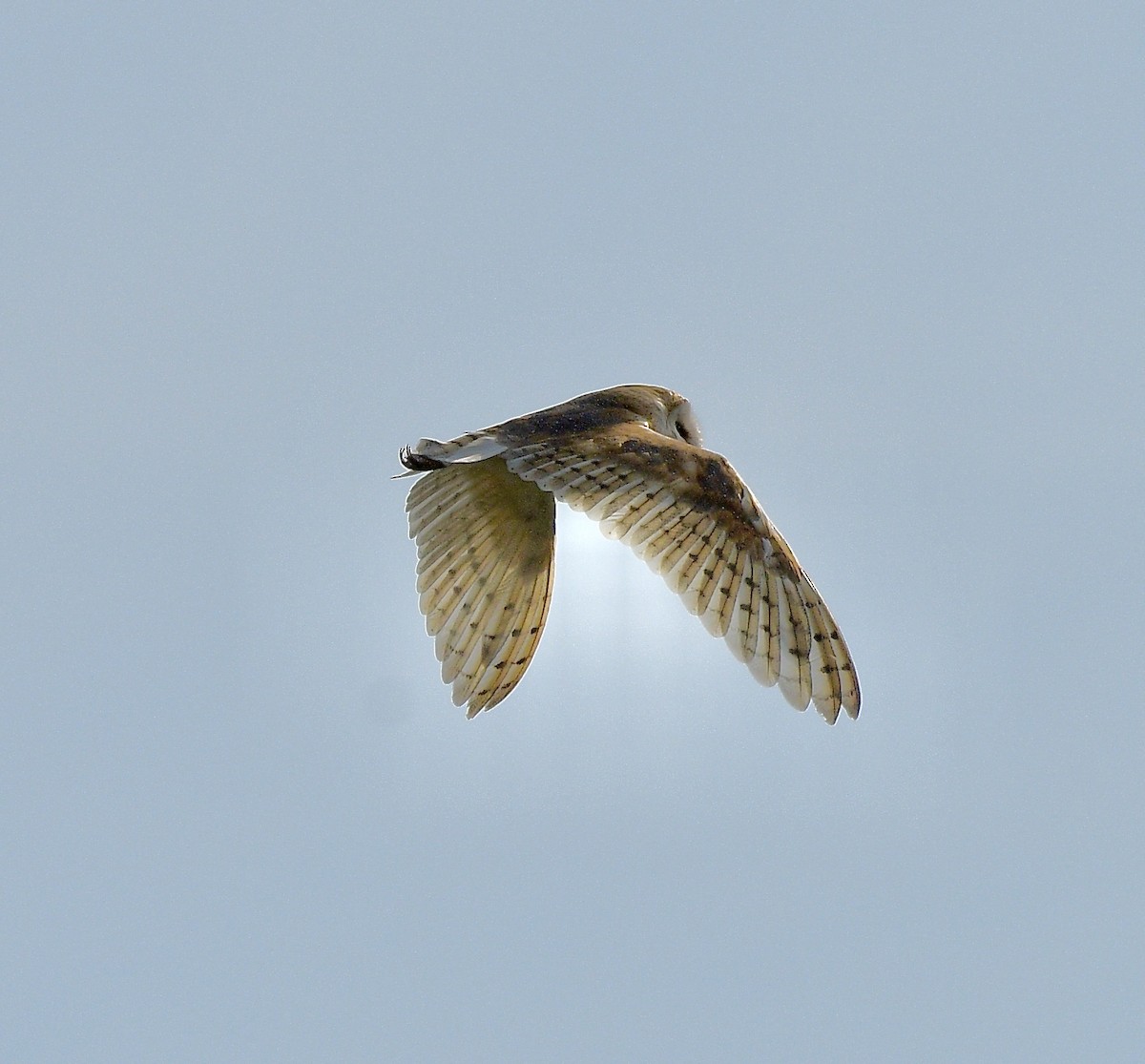 American Barn Owl - ML641325196